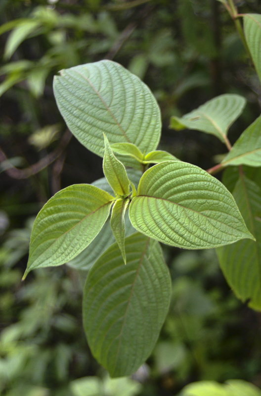 Mussaenda sanderiana3.jpg