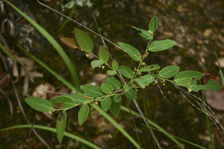 Sauropus quadrangularis1.jpg