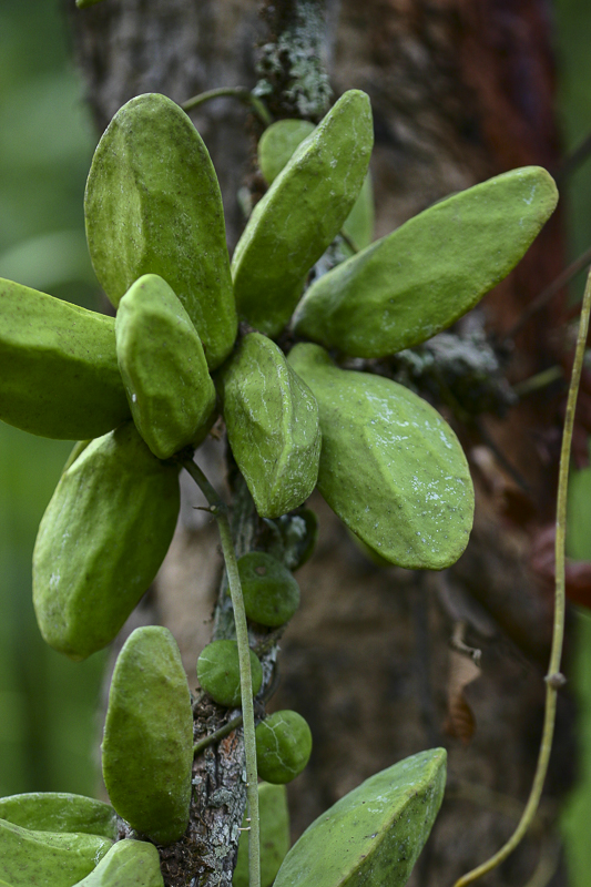 Dischidia major2.jpg