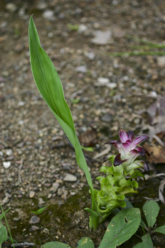 Curcuma purpurascens2.jpg