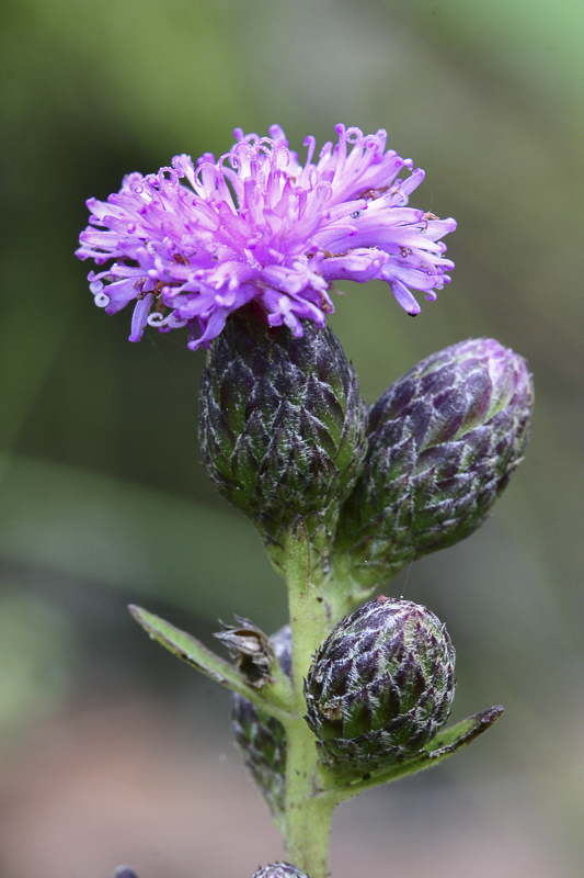 Vernonia sp.2.jpg