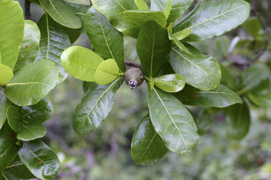 Gardenia obtusifolia1.jpg