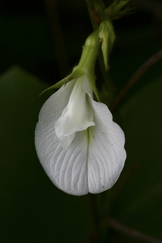 Clitoria sp.3.jpg