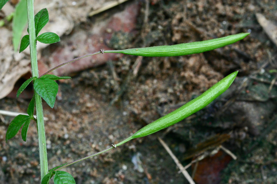 Sieruela-rutidosperma4.JPG