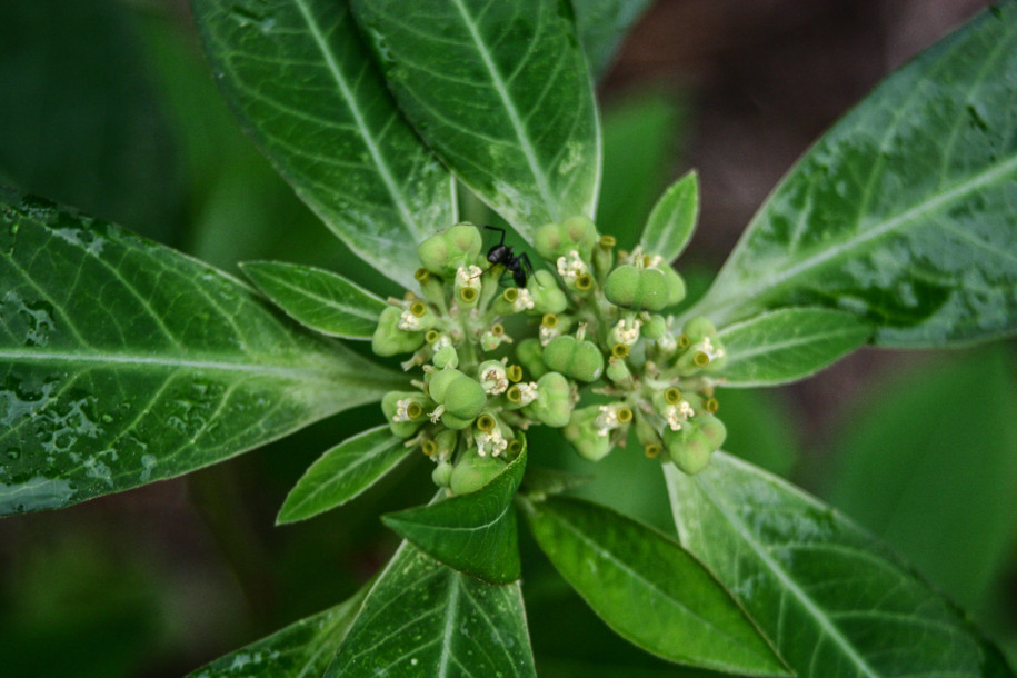 Euphorbia-heterophylla2.jpg