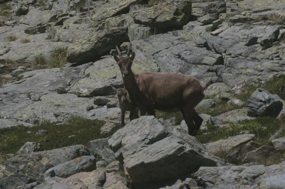 4300_Bouquetins (Mont Viso I).jpg