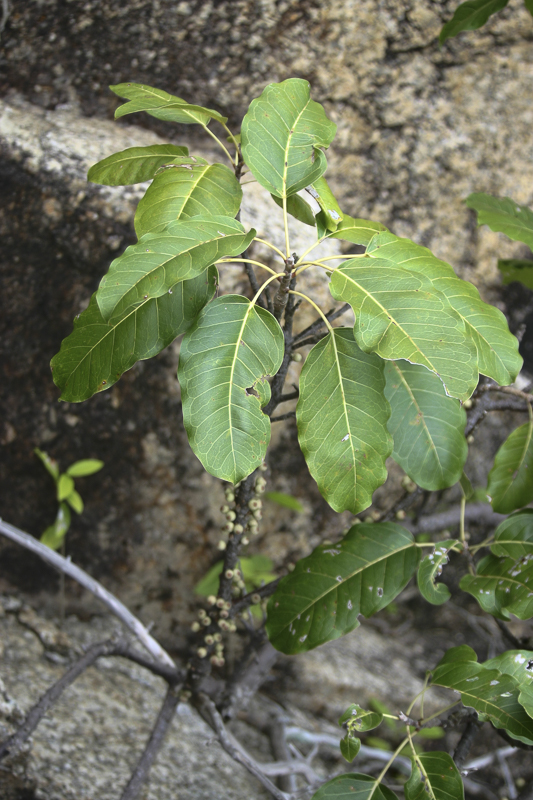 Ficus sp.4.jpg