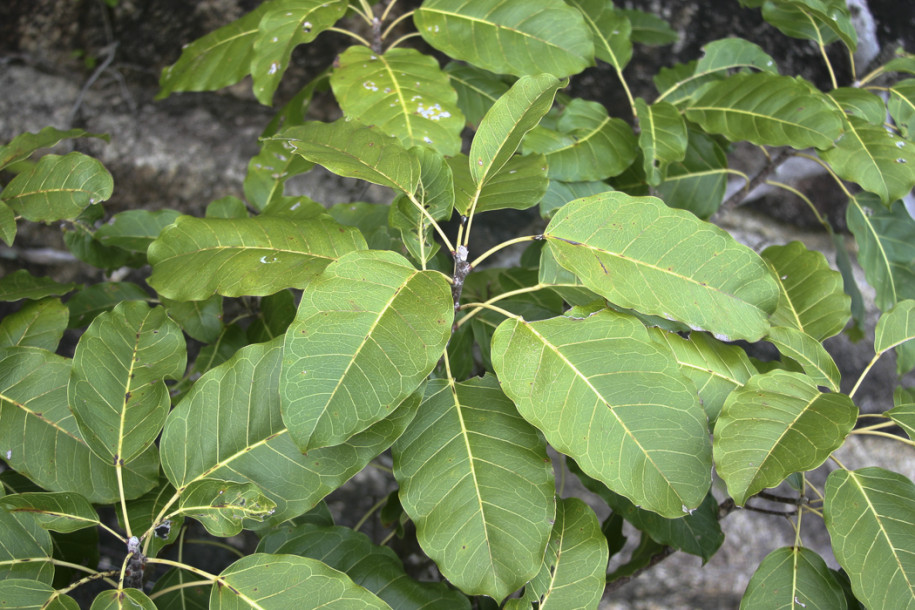 Ficus sp.5.jpg