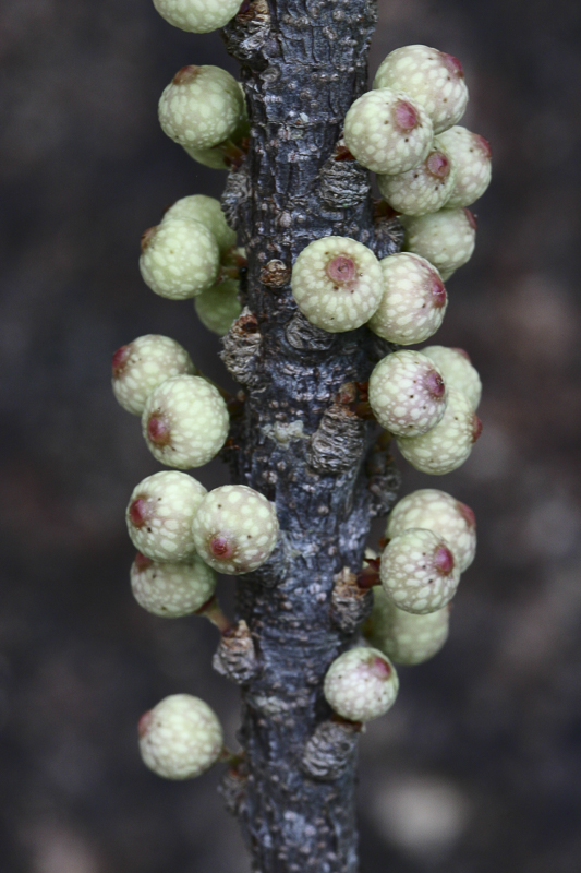 Ficus sp.6.jpg