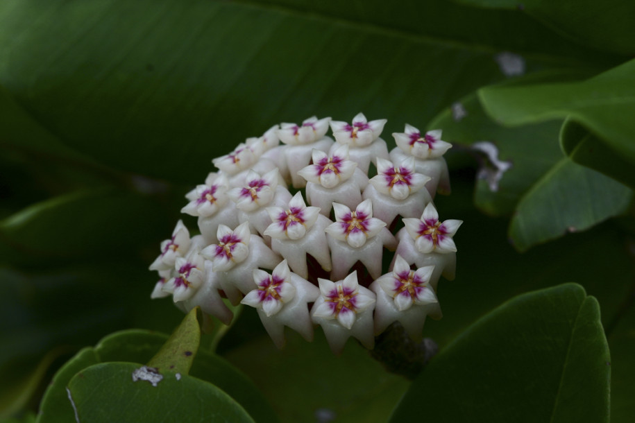 Hoya parasitica2.jpg