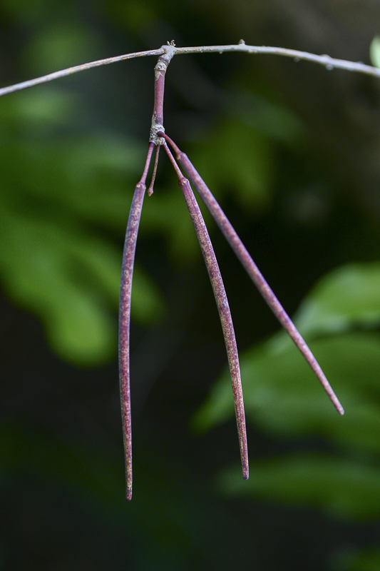 Hoya parasitica4.jpg