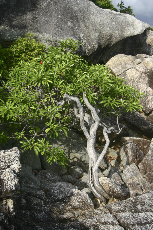 Cerbera manghas1.jpg