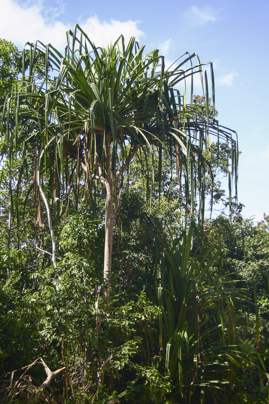 Pandanus sp.1.jpg