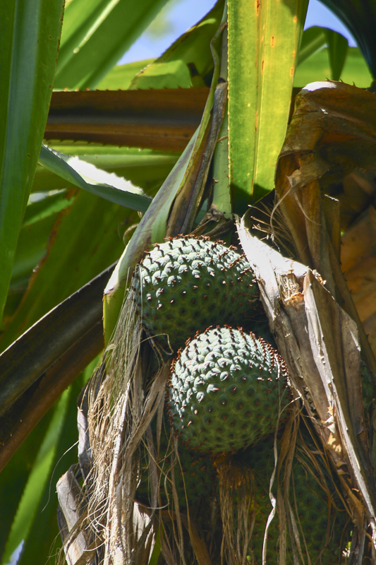 Pandanus sp.2.jpg