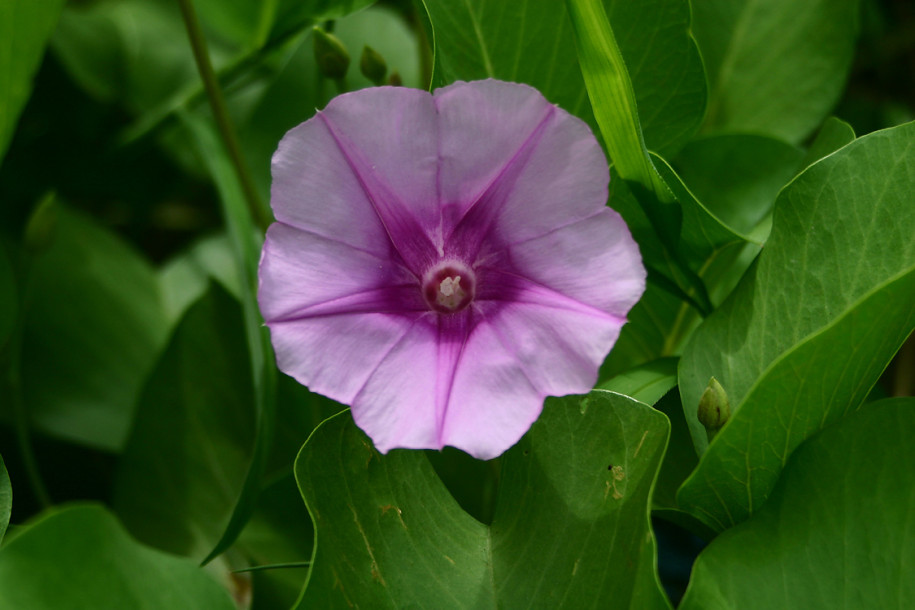 Ipomoea-pes-caprea1.jpg