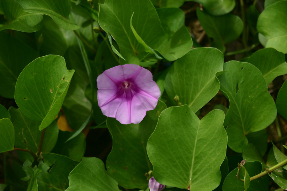 Ipomoea-pes-caprea2.jpg