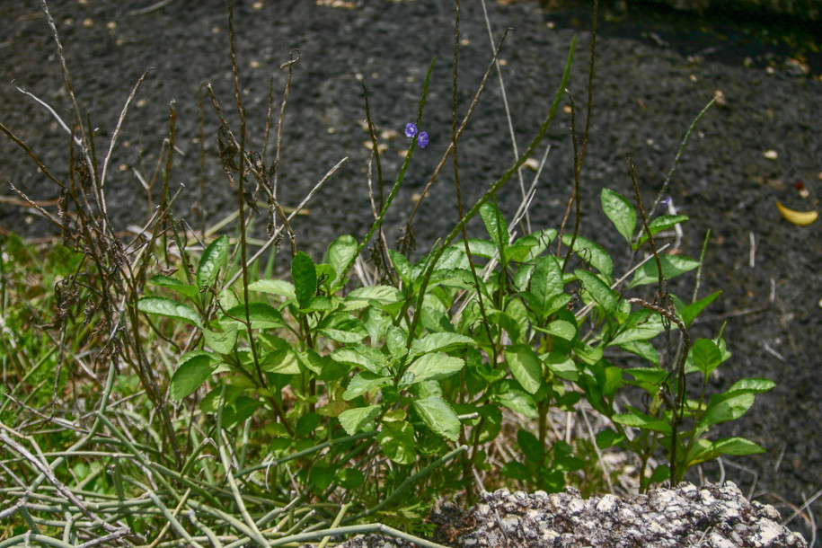 Stachytarpheta-jamaicensis2.jpg