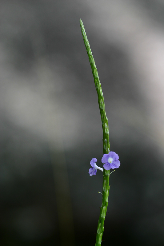 Stachytarpheta-jamaicensis4.jpg