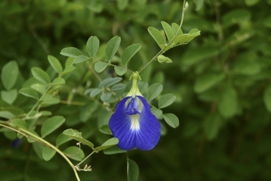 Clitoria ternatea2.jpg