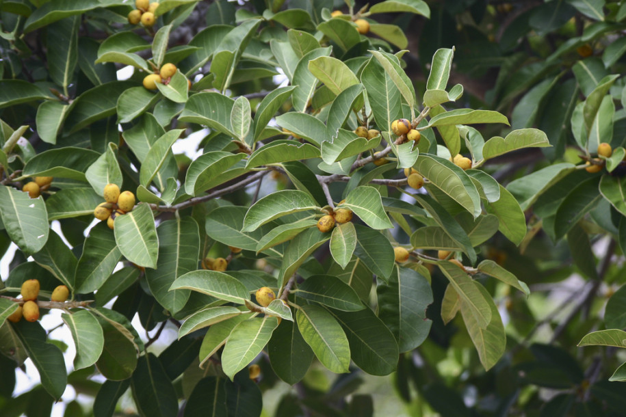 Ficus sp.9c.jpg