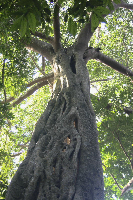 Ficus sp.3.jpg