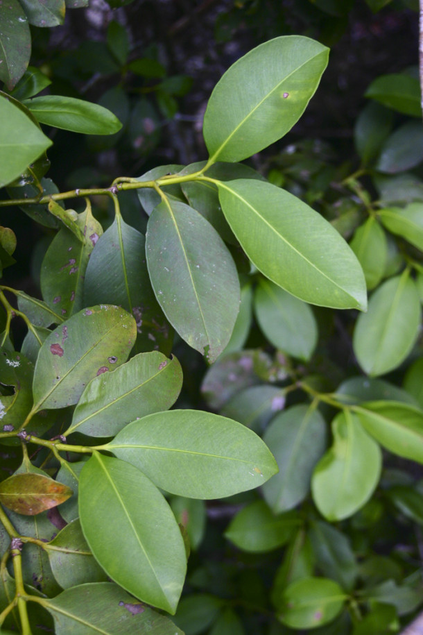 Garcinia sp.1.jpg