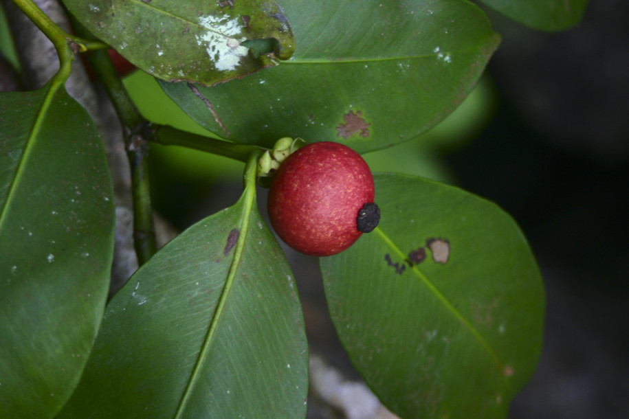 Garcinia sp.2.jpg