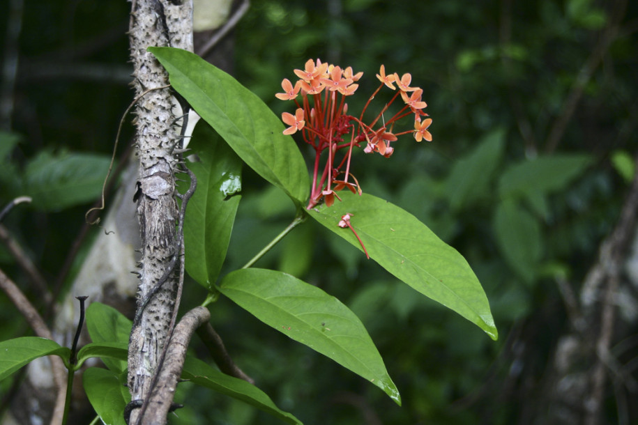 Ixora javanica1.jpg