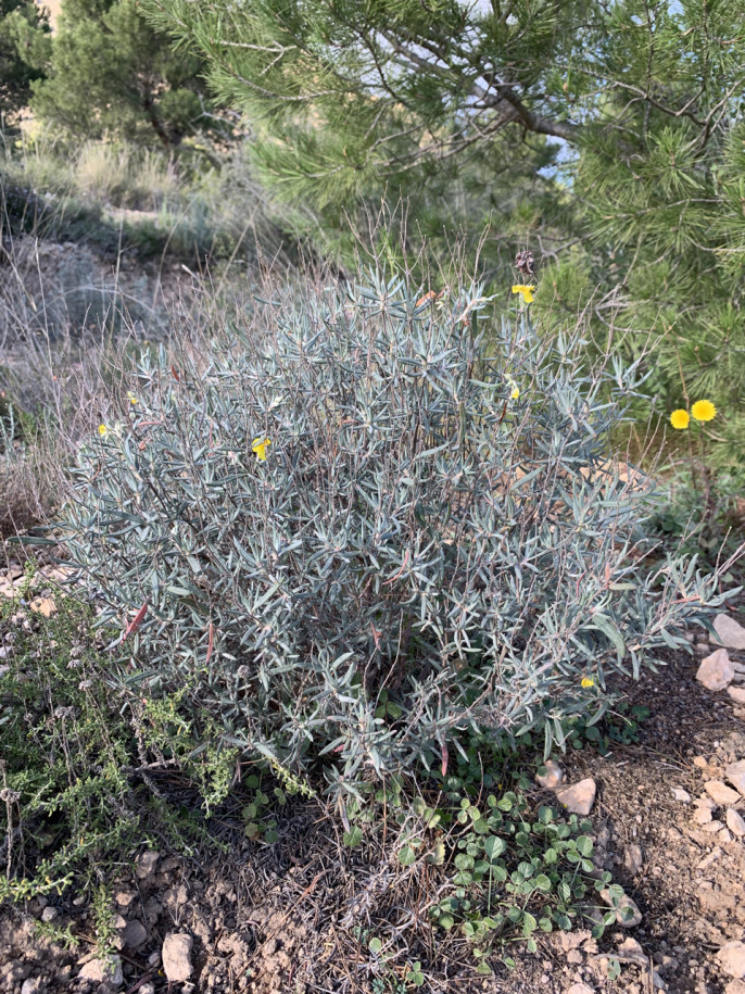 Helianthemum syriacum (1).jpg