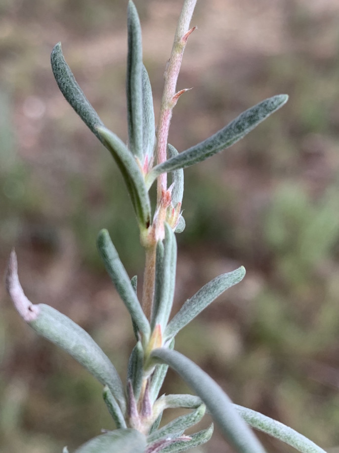 Helianthemum syriacum.jpg