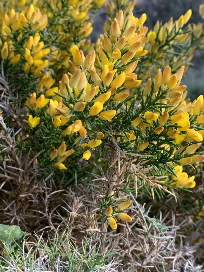 Ulex parviflorus1.jpg