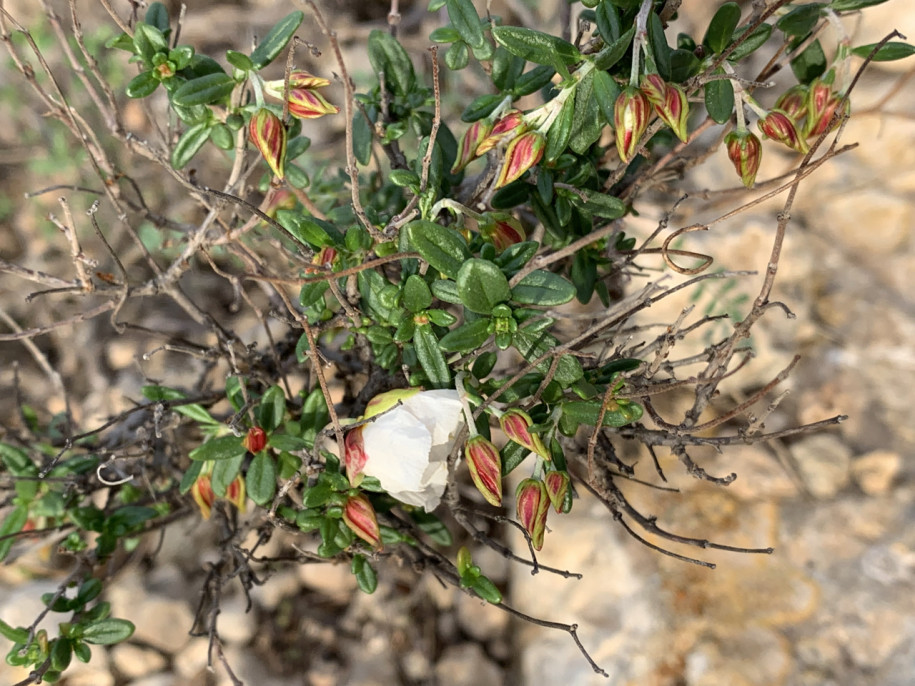 Helianthemum almeriense.jpg