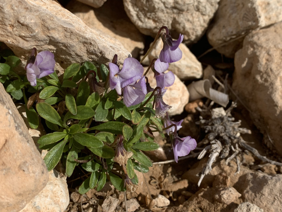 Viola arborescens.jpg
