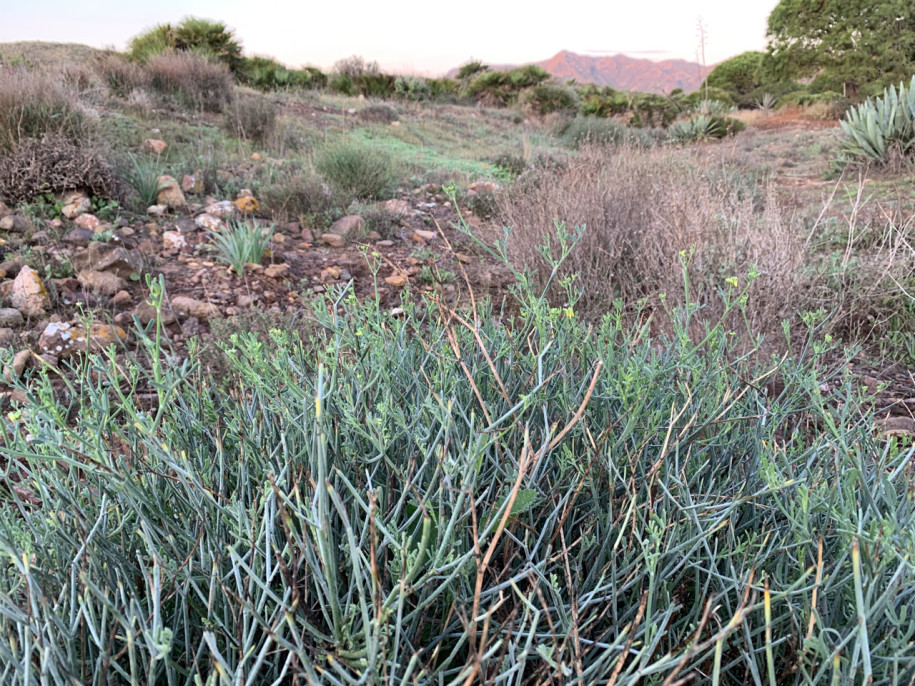 Coronilla juncea.jpg