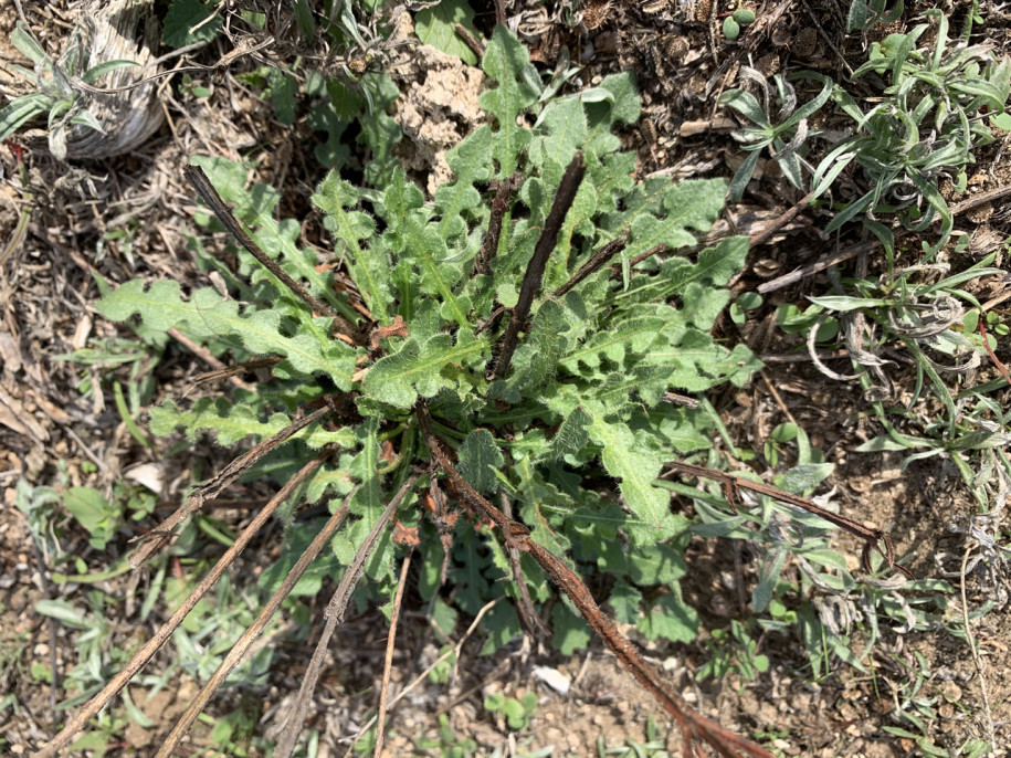 Limonium sinuatum.jpg