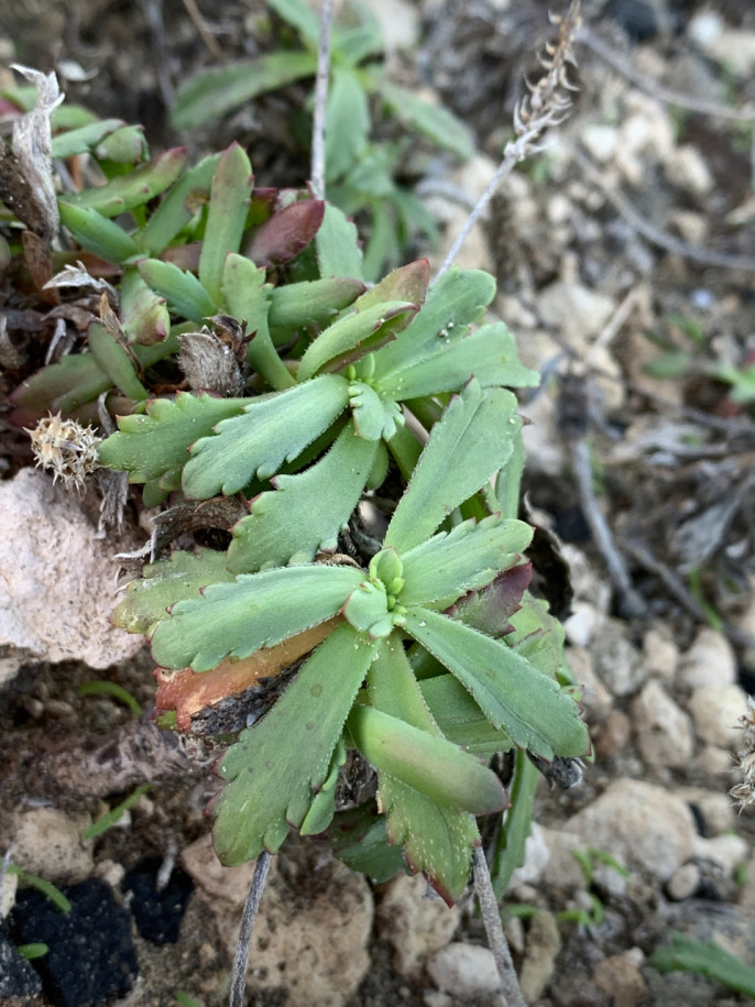 Plantago macrorhiza.jpg