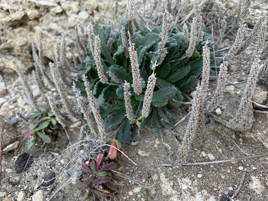 Plantago macrorhiza (1).jpg