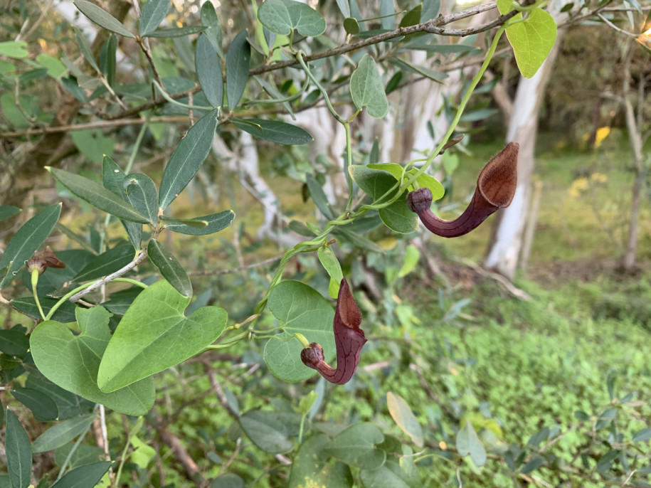 Aristolochia baetica (3).jpg