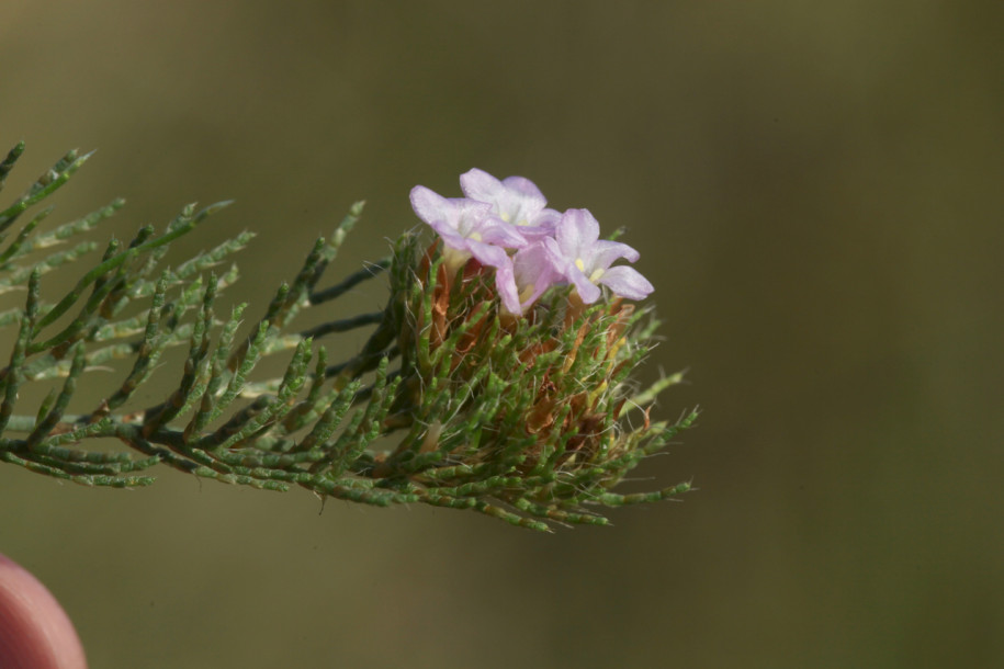 Myriolimon ferulaceum.jpg