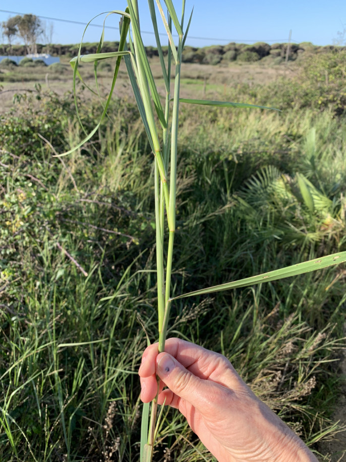 Panicum repens (1).jpg