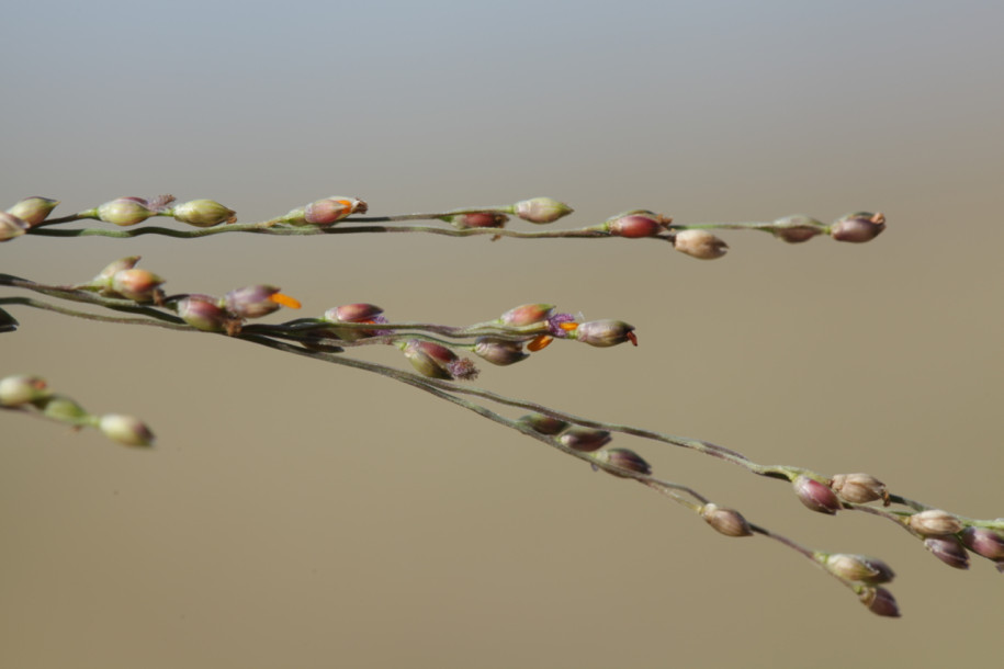 Panicum repens.jpg