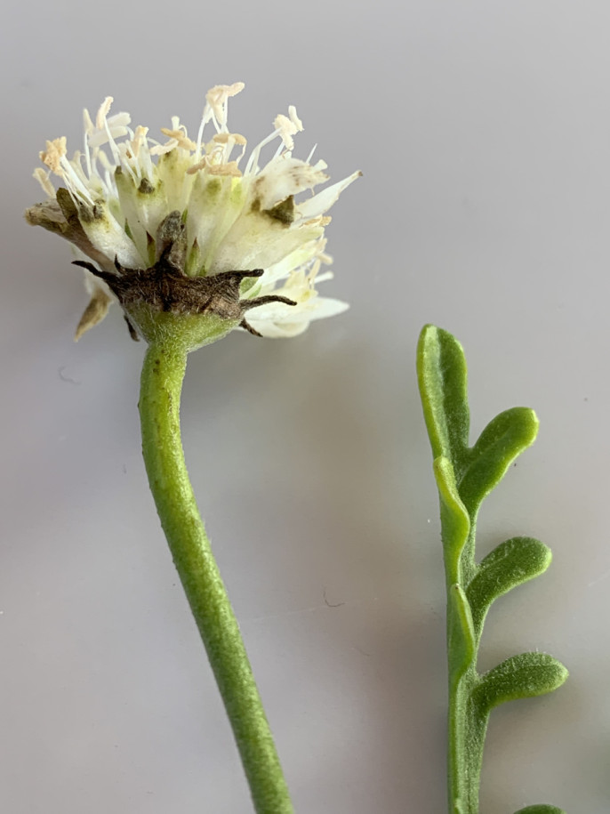 Lomelosia rutifolia.jpg