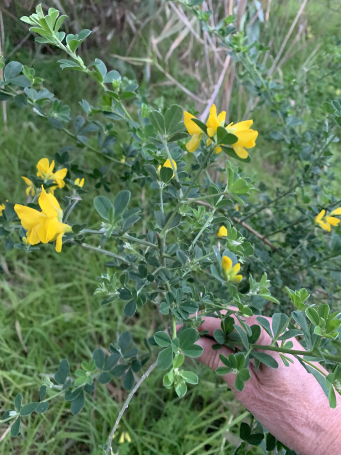 Genista monspessulana (1).jpg