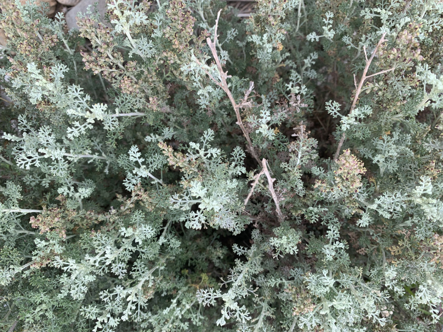 Artemisia barrelieri (3).jpg