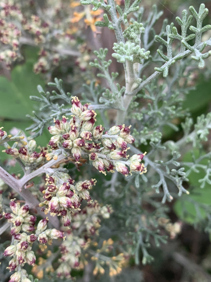 Artemisia barrelieri.jpg