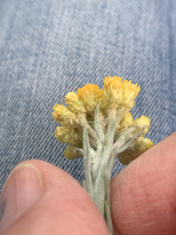 Helichrysum italicum susp. serotinum (3).jpg