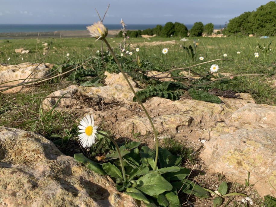 Bellis sylvestris.jpg