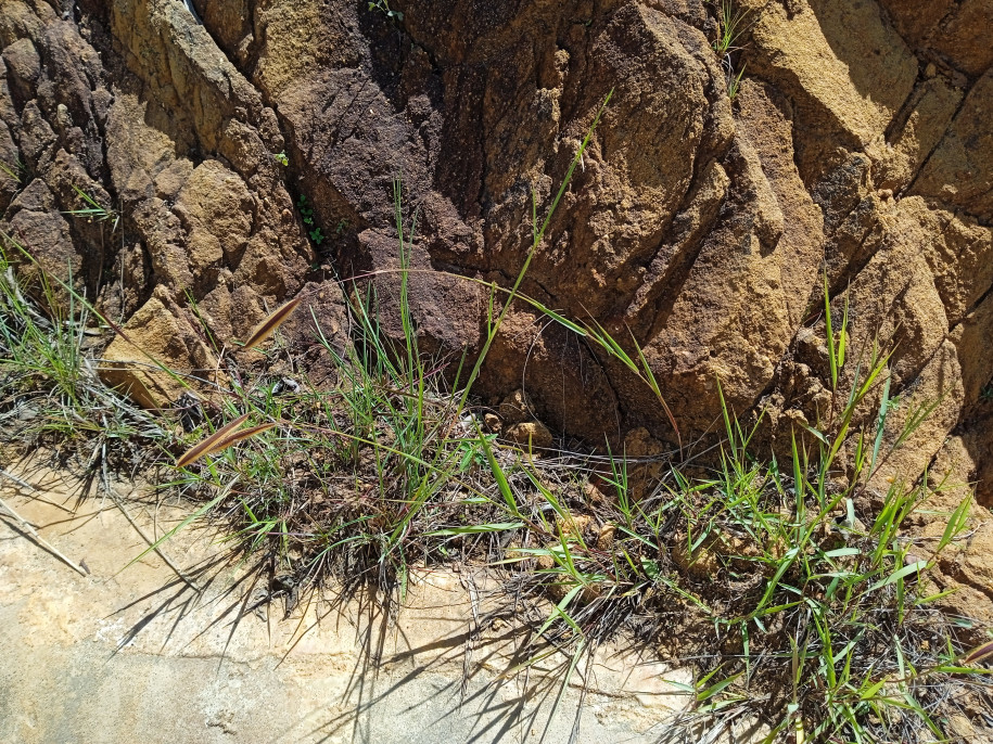 Bouteloua aristoides (Poaceae)