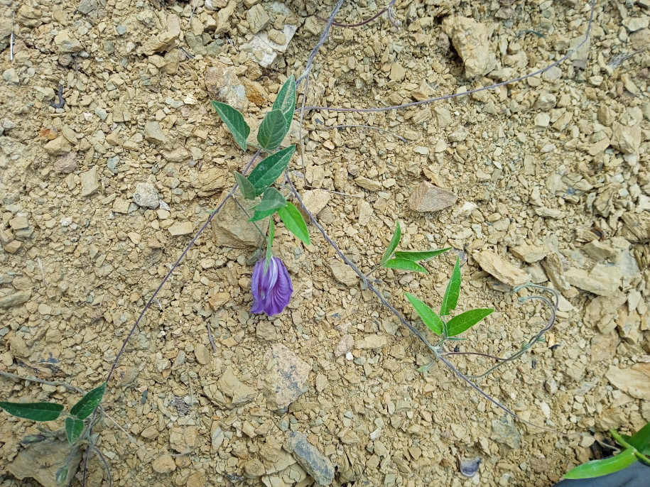 Centrosema brasilianum (Fabaceae)