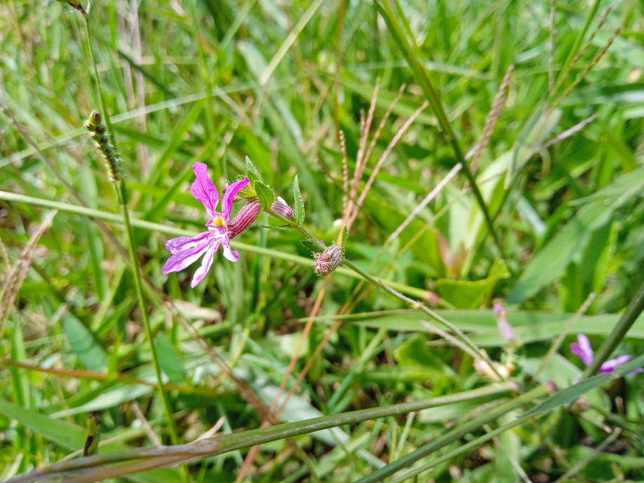 Cuphea aggregatus (Lythraceae)